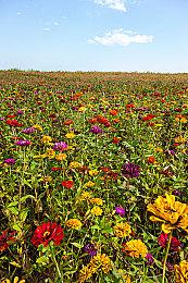 《极限竞速：地平线5》超百万玩家，迅游助力玩家快人一步